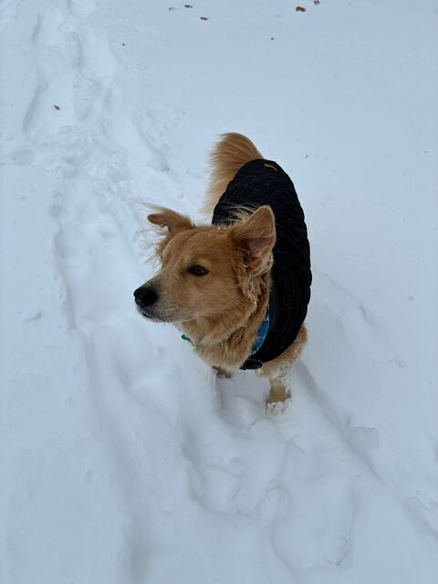 Dog in a winter coat in the snowy yard