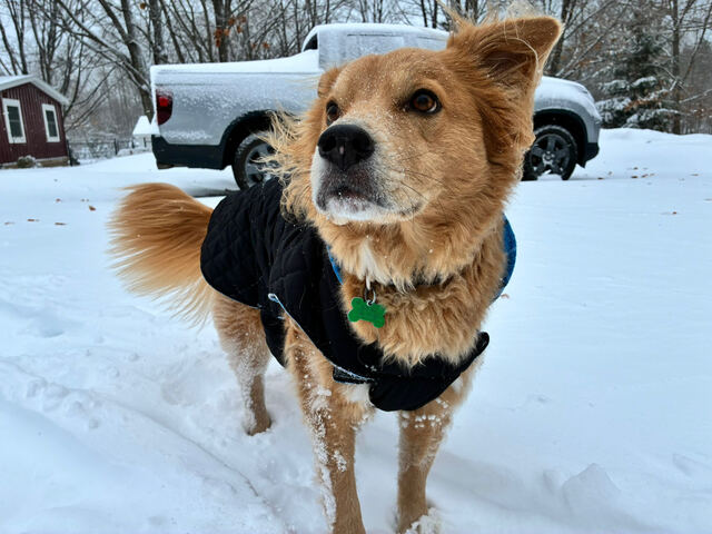 Dog exploring the snowy backyard